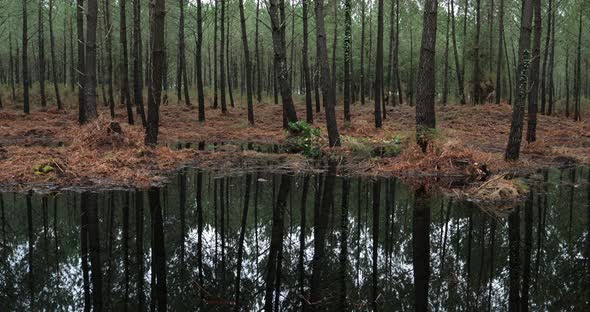 Coniferous trees in the Landes forest. Nouvelle Aquitaine, France. alt