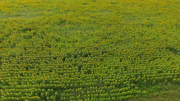 Sunflower Field with Bird's Eye View