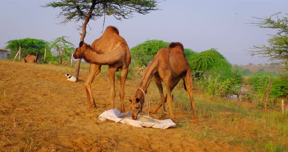 Camels at Pushkar Mela Camel Fair Festival in Field Eating Chewing at Sunrise. Pushkar, Rajasthan alt