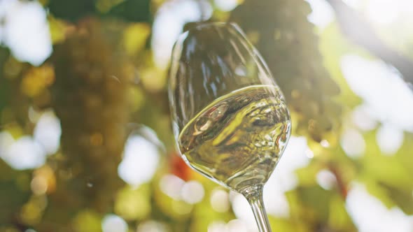 White Wine Tasting at the Winery. Lightly Shake a Glass of Superior Eco White Wine. Ripe Bunches of alt