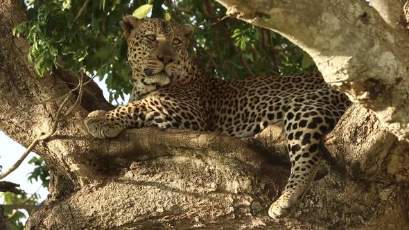 Leopard on the Lookout