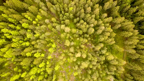 Aerial view of green pine forest with canopies of spruce trees in summer mountains. alt