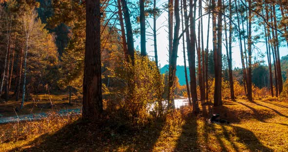 Mountain Evergreen Pine Tree Forest Timelapse at the Summer or Autumn Time alt