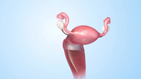 A female's internal reproductive organs are the vagina, uterus, fallopian tubes, and ovaries. alt