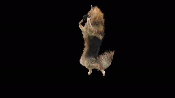 Dog Dance 4K alt