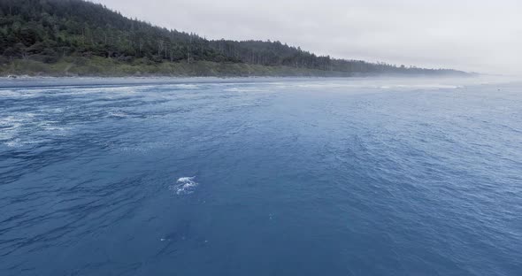 Whale releasing fountain in shallow water at Ruby Beach, Olympic National Park, Washington, USA alt