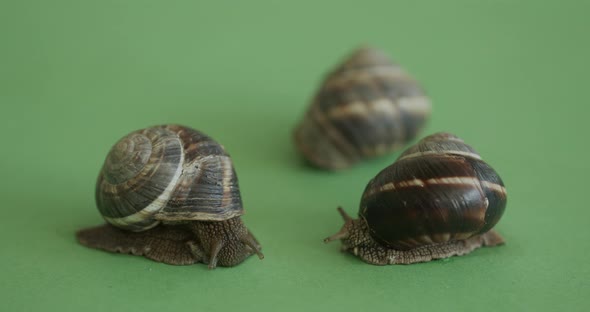 Snails on a green screen