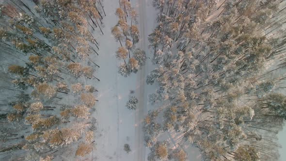 Beautiful Winter Pine Forest alt