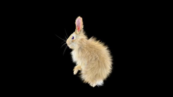 69 Rabbit Orc Walk HD alt