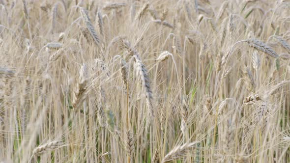 Golden ears of wheat on the field.