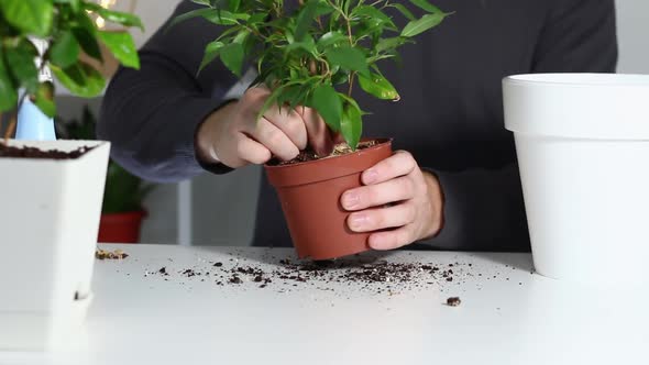 A Man Takes a Plant Out an Old Pot and Plants It in a New One