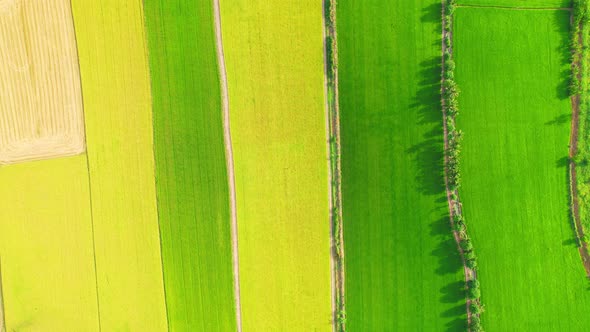 4K Aerial Wide view of Beautiful green rice fields in the rural of Thailand alt