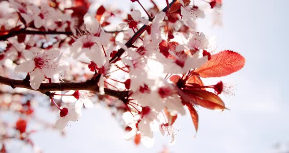 Close Up Cherry Blossom Waying Wind Closeup Background alt