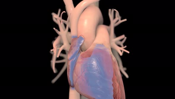 The right atrium receives blood from the veins and pumps it to the right ventricle. alt