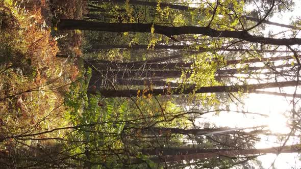 Vertical Video Autumn Forest with Trees in Ukraine Slow Motion alt