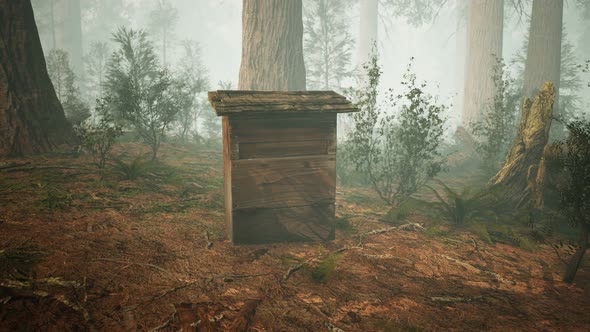 Old Wooden Beehive in Forest in Fog