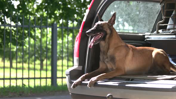 Dog Is Lying Inside a Luggage Boot and Starting To Bark on a Stranger. alt