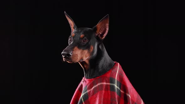 Profile Portrait Dark Brown Doberman Pinscher Wearing Red Plaid Blanket alt