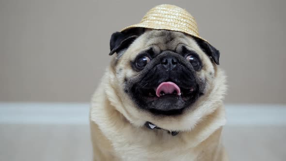 pugs straw hats