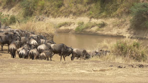 Wildebeests on a river bank alt