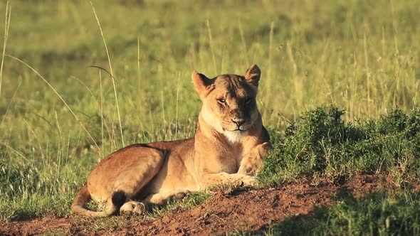 Maneless Barbary Lion Resting In The Wilderness In Kenya On A Sunny Morning - Closeup Shot alt