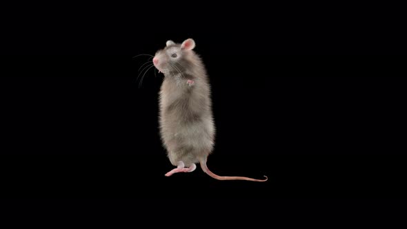 Rat Dancing, Motion Graphics | VideoHive