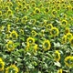 Meadow With Sunflowers - VideoHive Item for Sale
