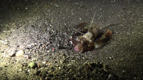 Blackfoot Lionfish (Parapterois heterura) attacks fish at night alt