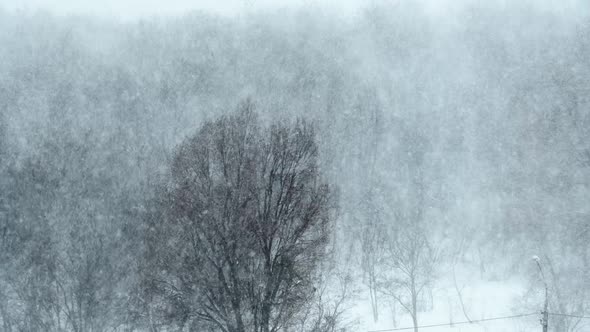 Heavy Snowfall on the Background of the Winter Forest Snowstorm Blizzard alt