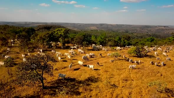 Aerial shot rising up over a pasture full of cattle alt
