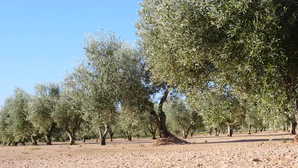 Olive Trees. Spanish Nature Landscape