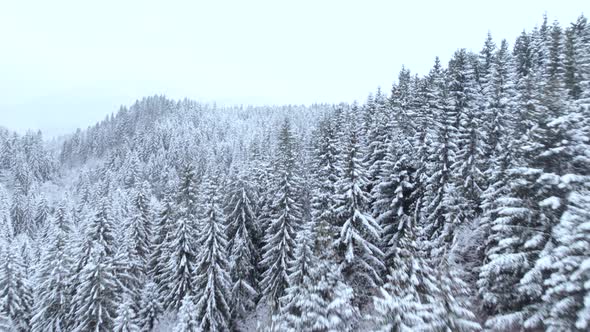 Drone Rising Above Mountain Forest Covered in Snow