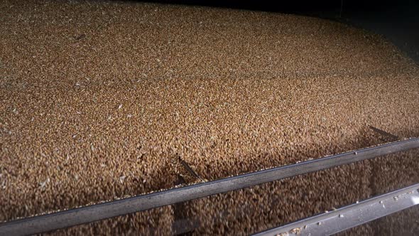 Corn Grains Threshing and Falling To the Warehouse alt