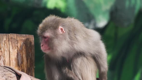 Slow Motion Portrait of a Monkey of the Japanese Macaque Species