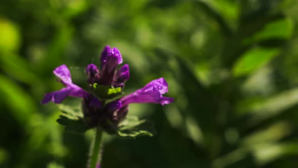Purple Flower Sways in the Wind Against a Background of Green Plants