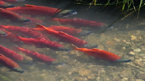 Salmon spawning upstream in slow motion alt