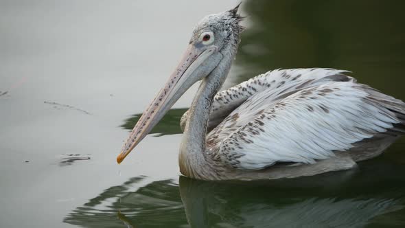 Pelican bird in Sri Lanka