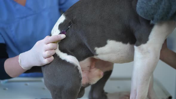 Side View Dog with Unrecognizable Veterinarian Injecting Canine Medicine in Side alt
