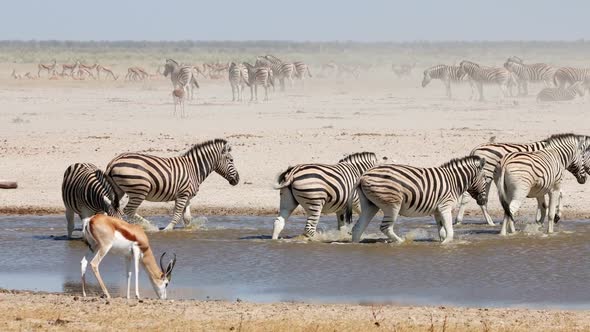 African Wildlife At A Waterhole - Etosha National Park alt