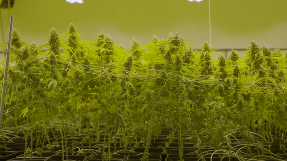 Slow dolly in of large cannabis plants growing in a nursery alt