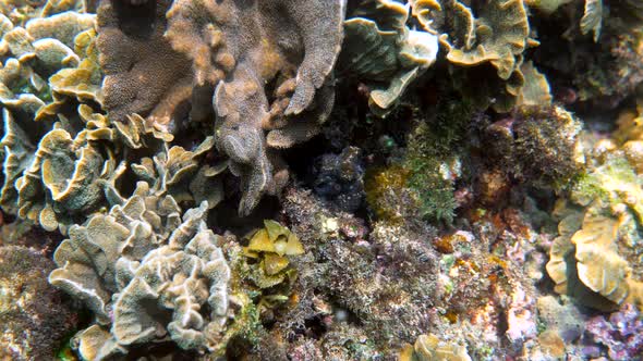 Underwater Video of Small Octopus Swimming in Tropical Exotic Bay Among Corals with Crystal Clear alt