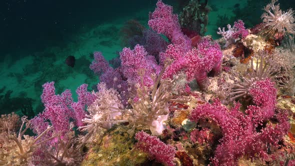 short pink soft corals and xenia corals on coral rock at tropical underwater reef alt