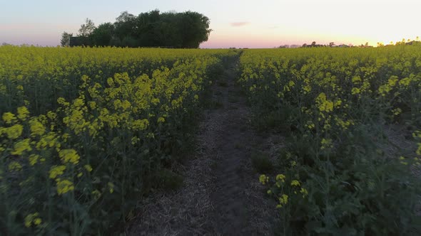 Close Up Drone Shot of Rapeseed Field