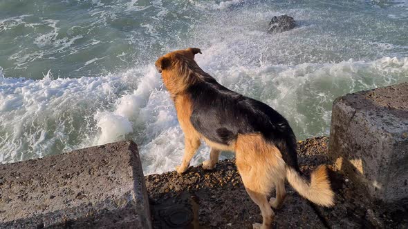 A Happy Dog Standing on Pier and Looking at the Splashing Waves