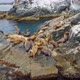 Steller's Sea Lions Rest and Fight on a Rocky Island in the East Sea - VideoHive Item for Sale