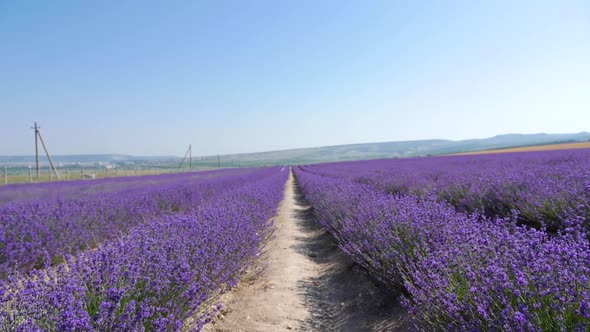 Bright Beautiful Flowering Field of Lavender alt