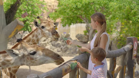 A Young Woman and Her Little Son Feed Giraffes in a Safari Park alt