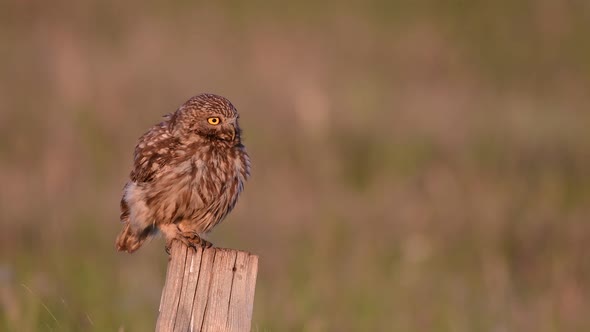 Adult female Little owl Athene noctua sits on a stick and screams