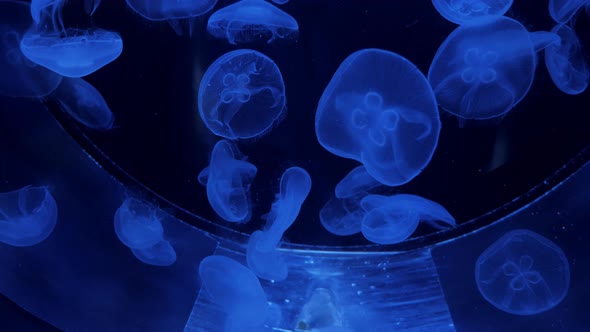 Common Jellyfish Moon or Saucer Sea Jelly Swims alt