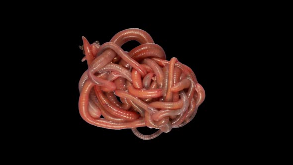 Roll Of Earthworms Creep. Footage With Alpha Channel alt
